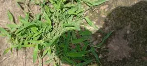 how to get rid of crabgrass