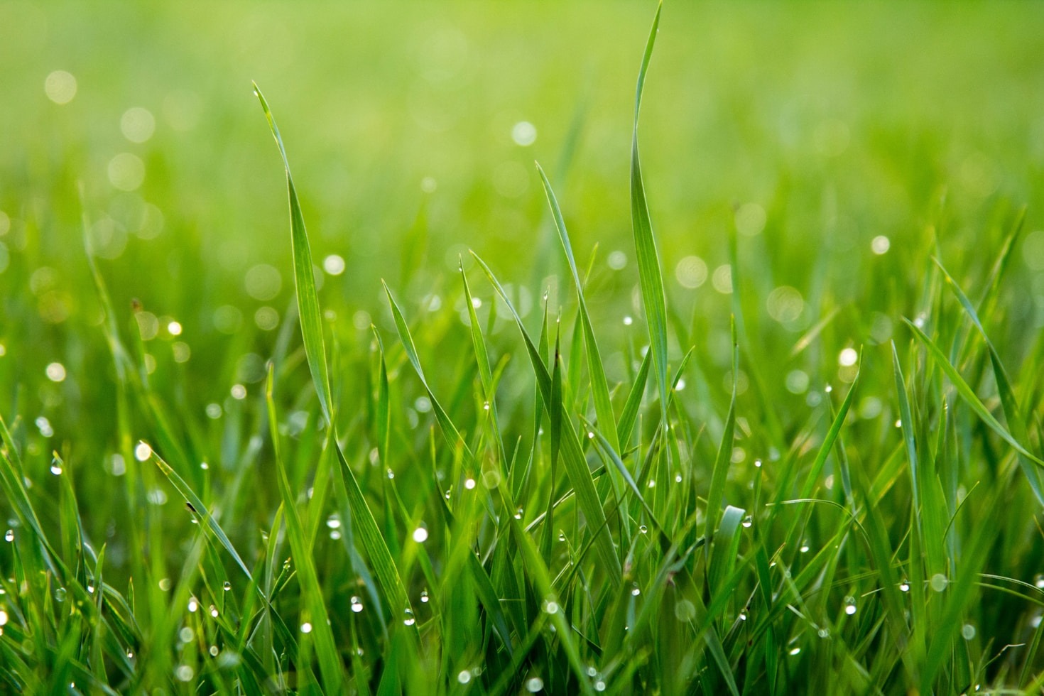 Secrets to Achieving the Perfect Lawn