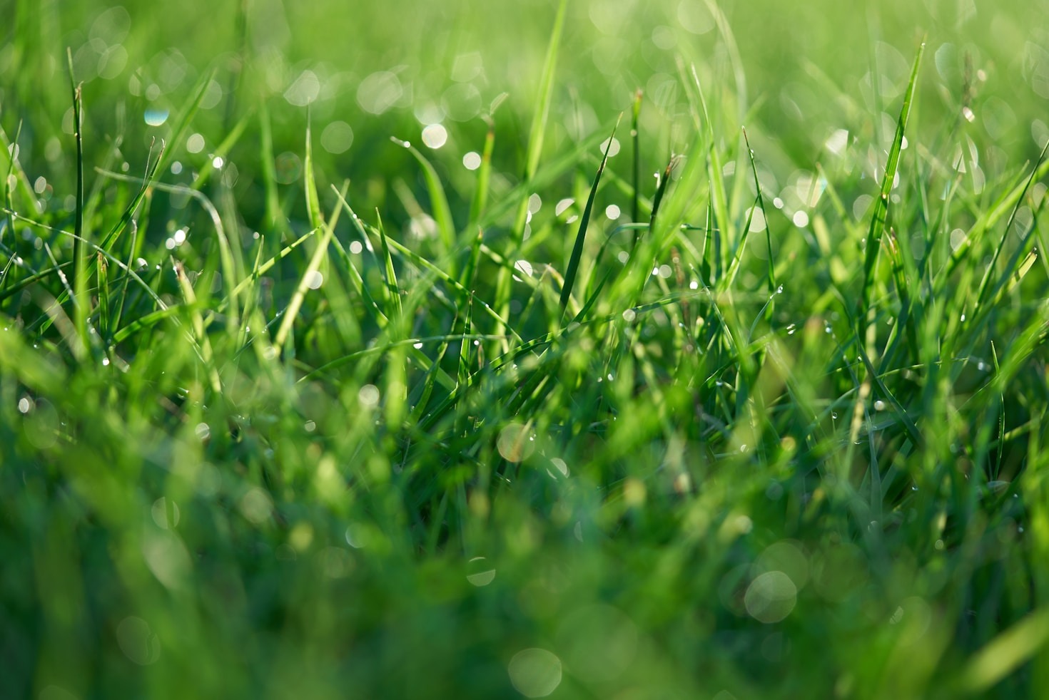 The Science Behind Effective Lawn Care