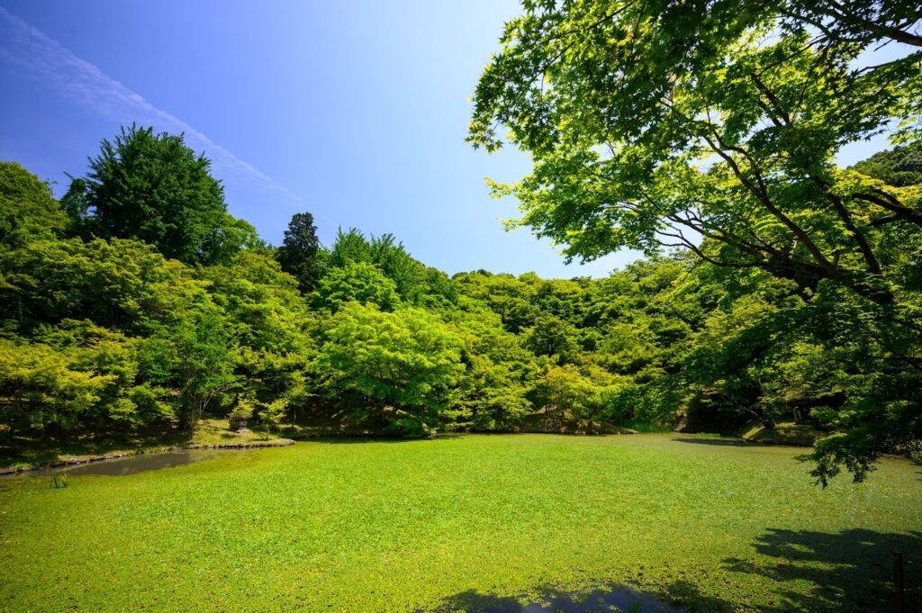 should-I-overseed-my-warm-season-lawn