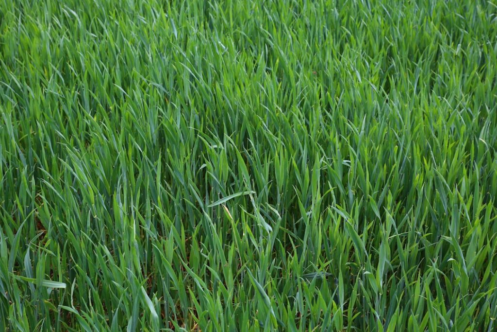 a close up of a field of green grass