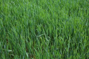 a close up of a field of green grass