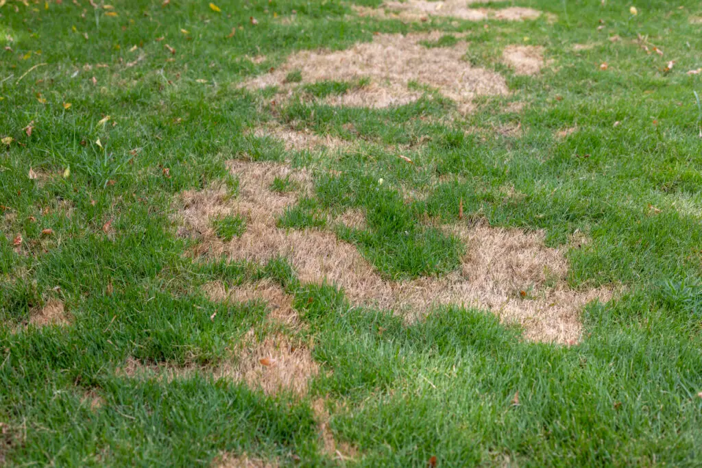 bermuda grass lawn, st. augustine grass lawn