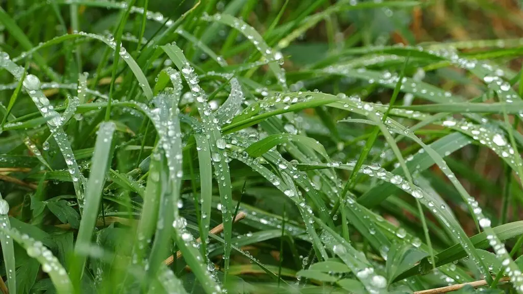 how rain affects watering schedule