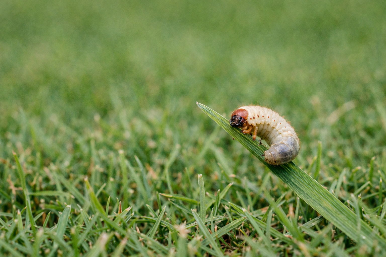 grub on blade of grass