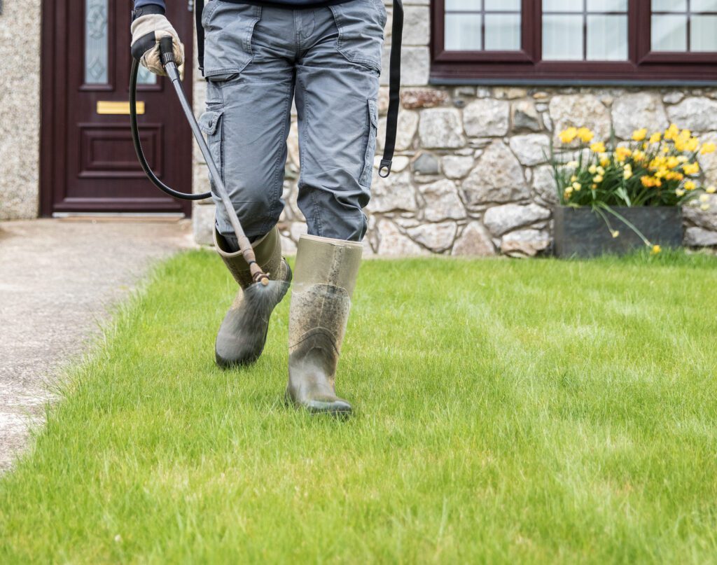 kentucky bluegrass lawn