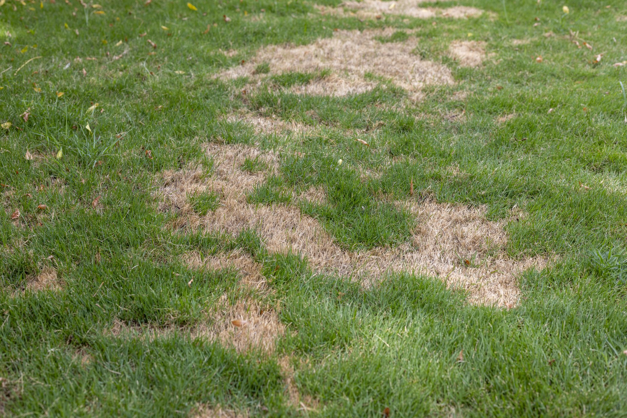 green lawn grass