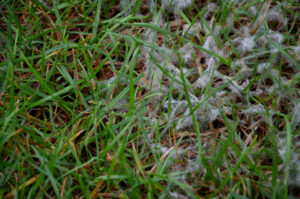 snow mold