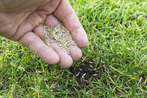 overseeding your lawn