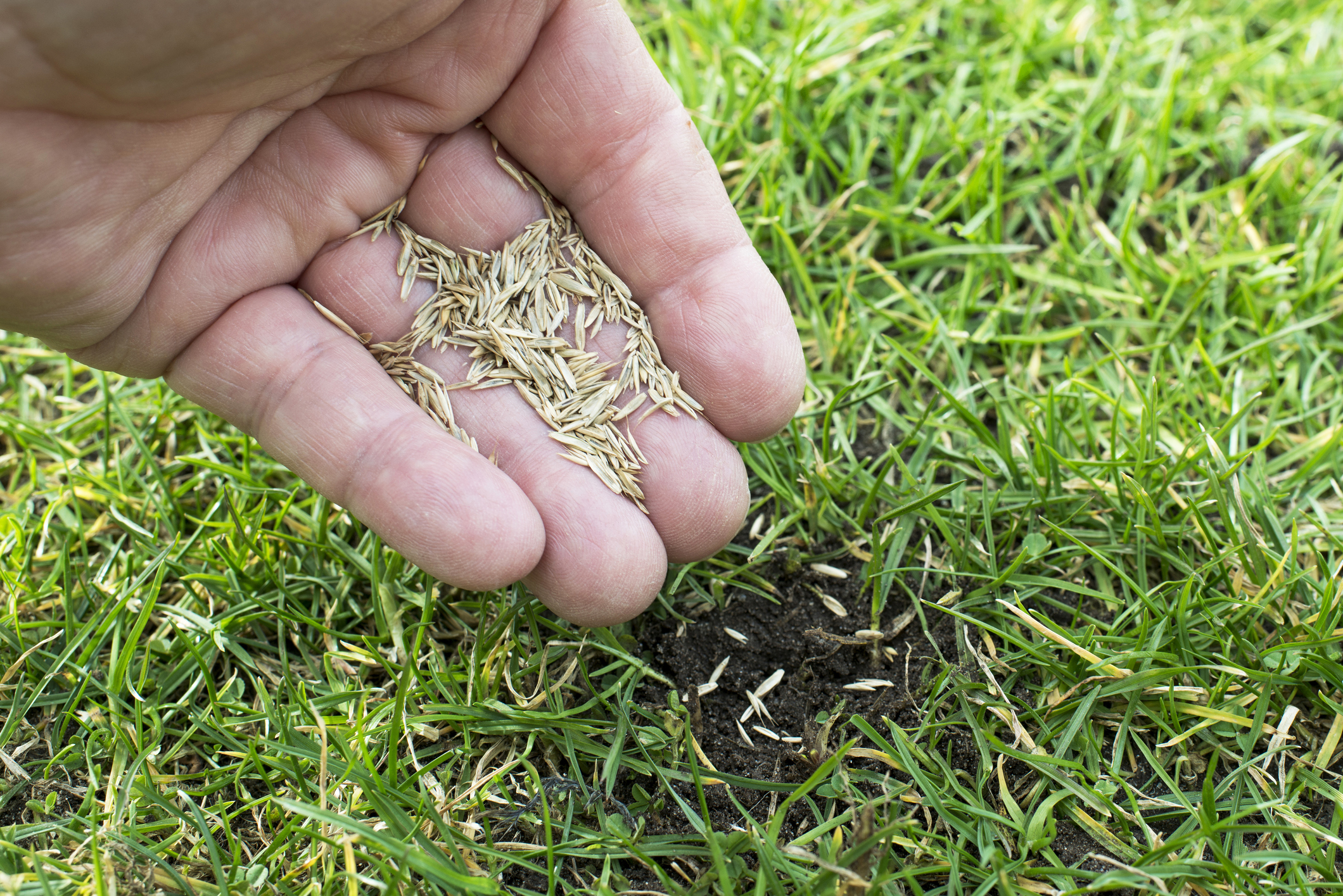 overseeding your lawn
