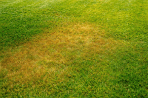 why my grass is yellow