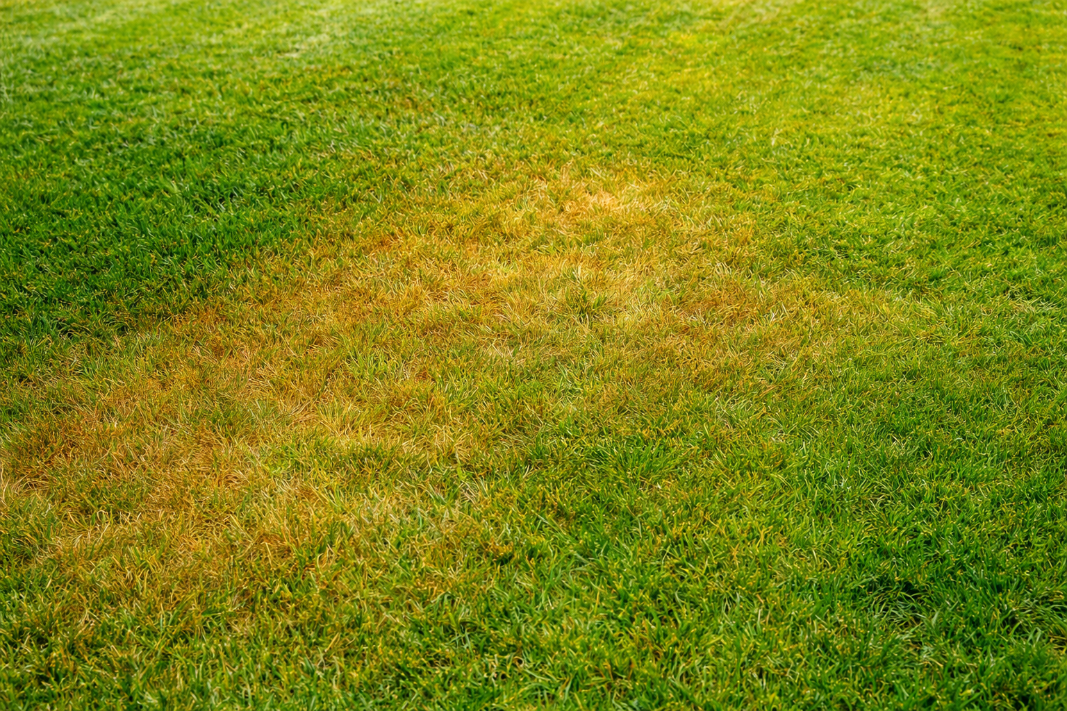 why my grass is yellow