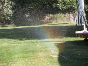 kentucky bluegrass lawn