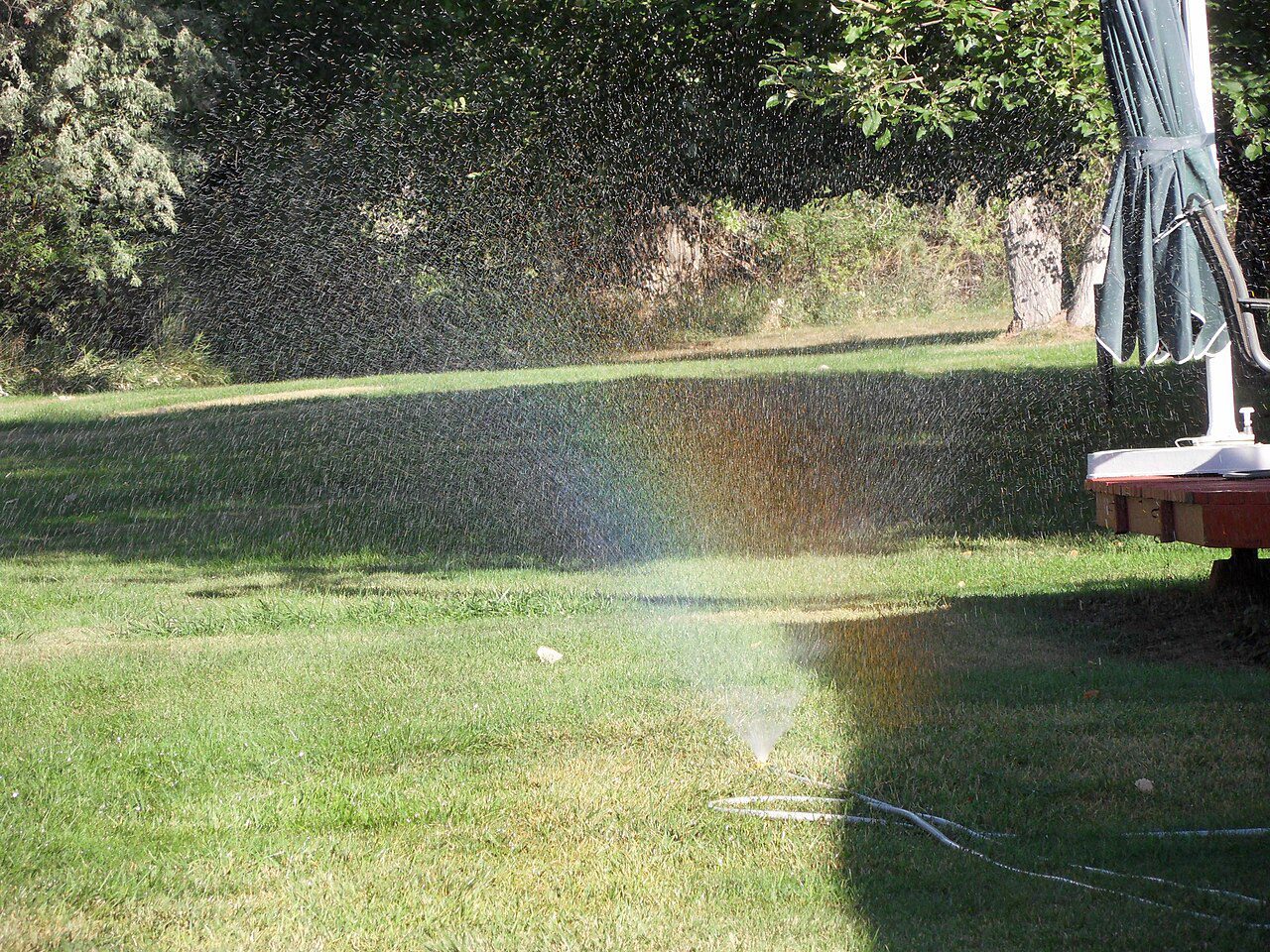 kentucky bluegrass lawn