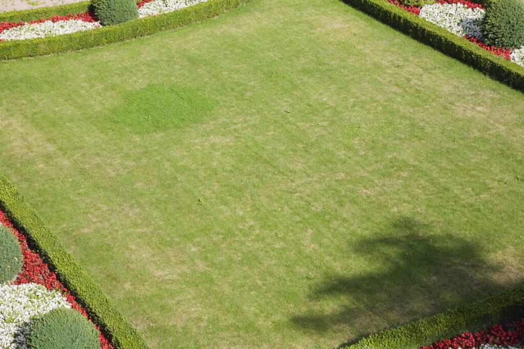 kentucky bluegrass lawn