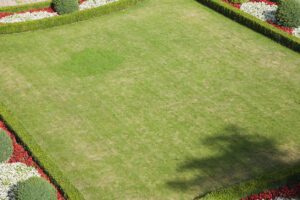 kentucky bluegrass lawn
