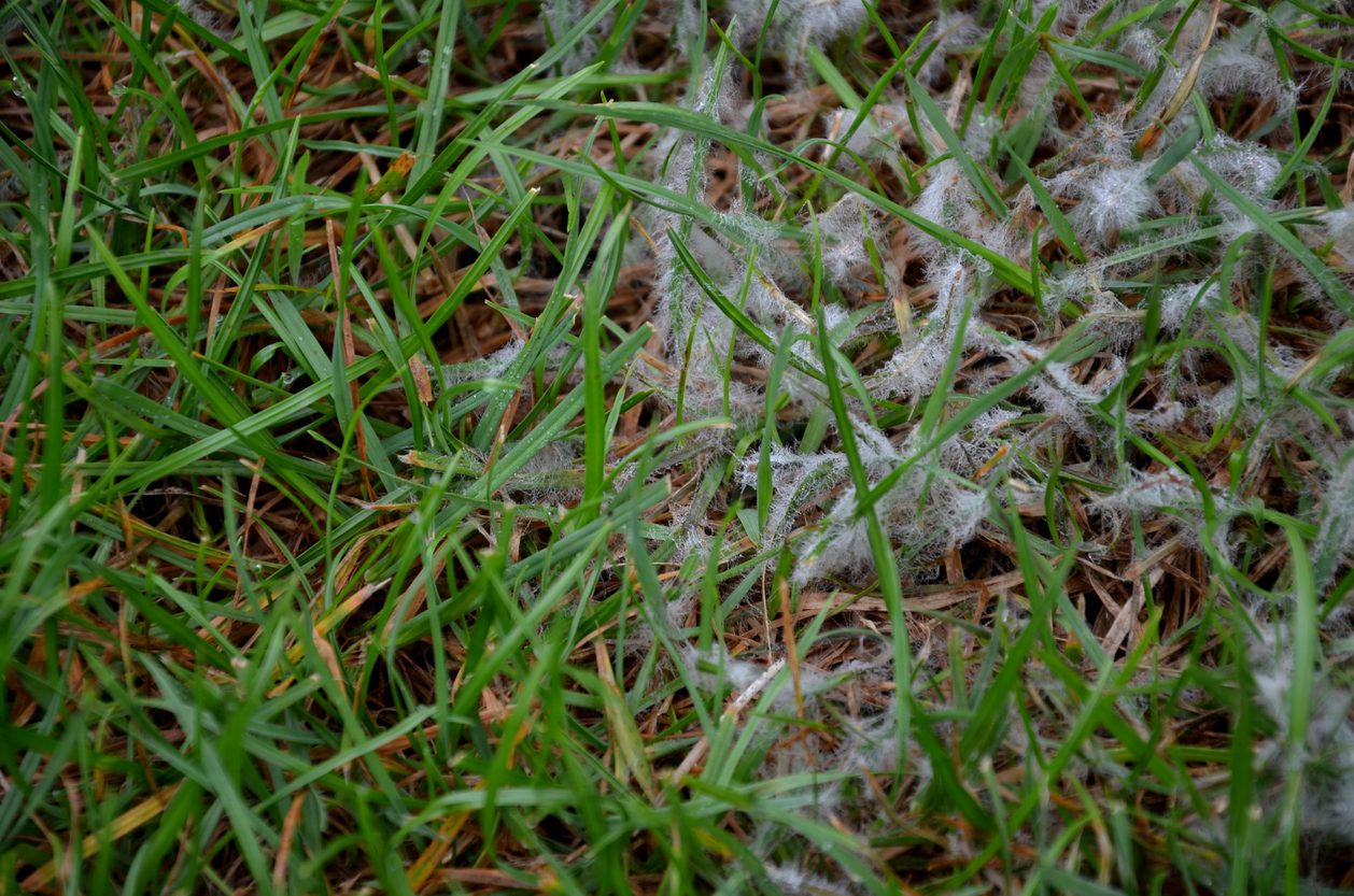 kentucky bluegrass lawn