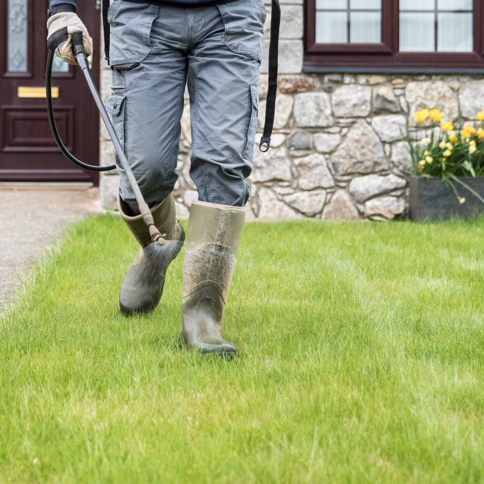 kentucky bluegrass lawn