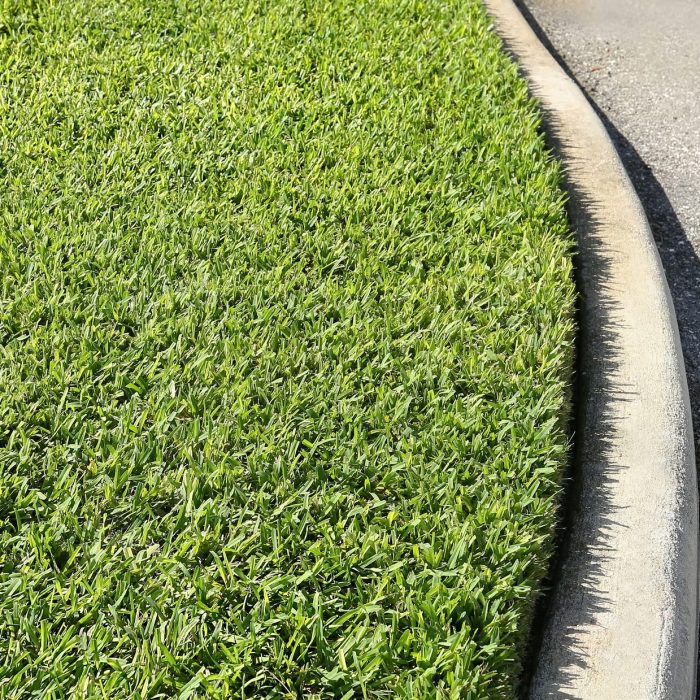 bermuda grass lawn, st. augustine grass lawn