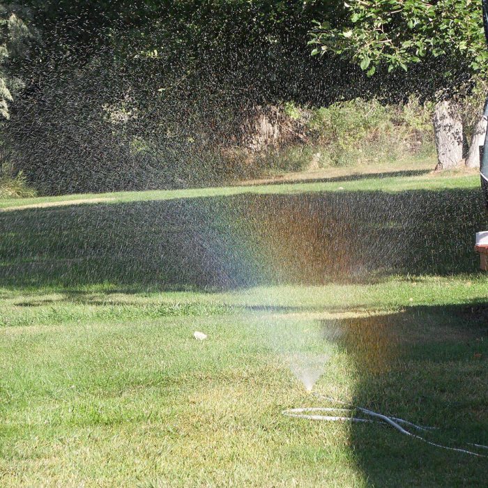 kentucky bluegrass lawn