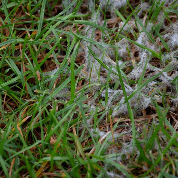 kentucky bluegrass lawn