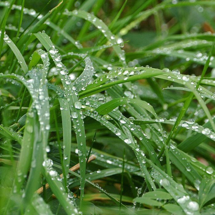 green lawn grass