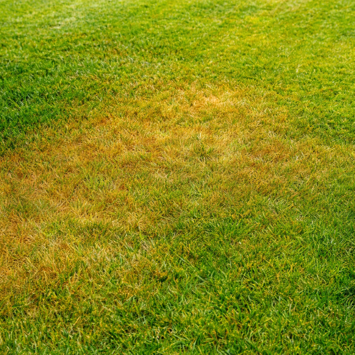 bermuda grass lawn, st. augustine grass lawn